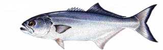 Bluefish