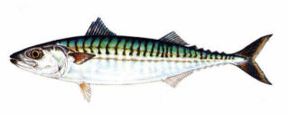 mackerel