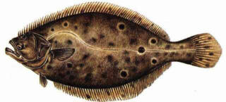 Summer Flounder