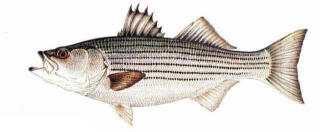 Striped Bass