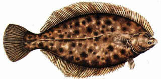 Winter Flounder